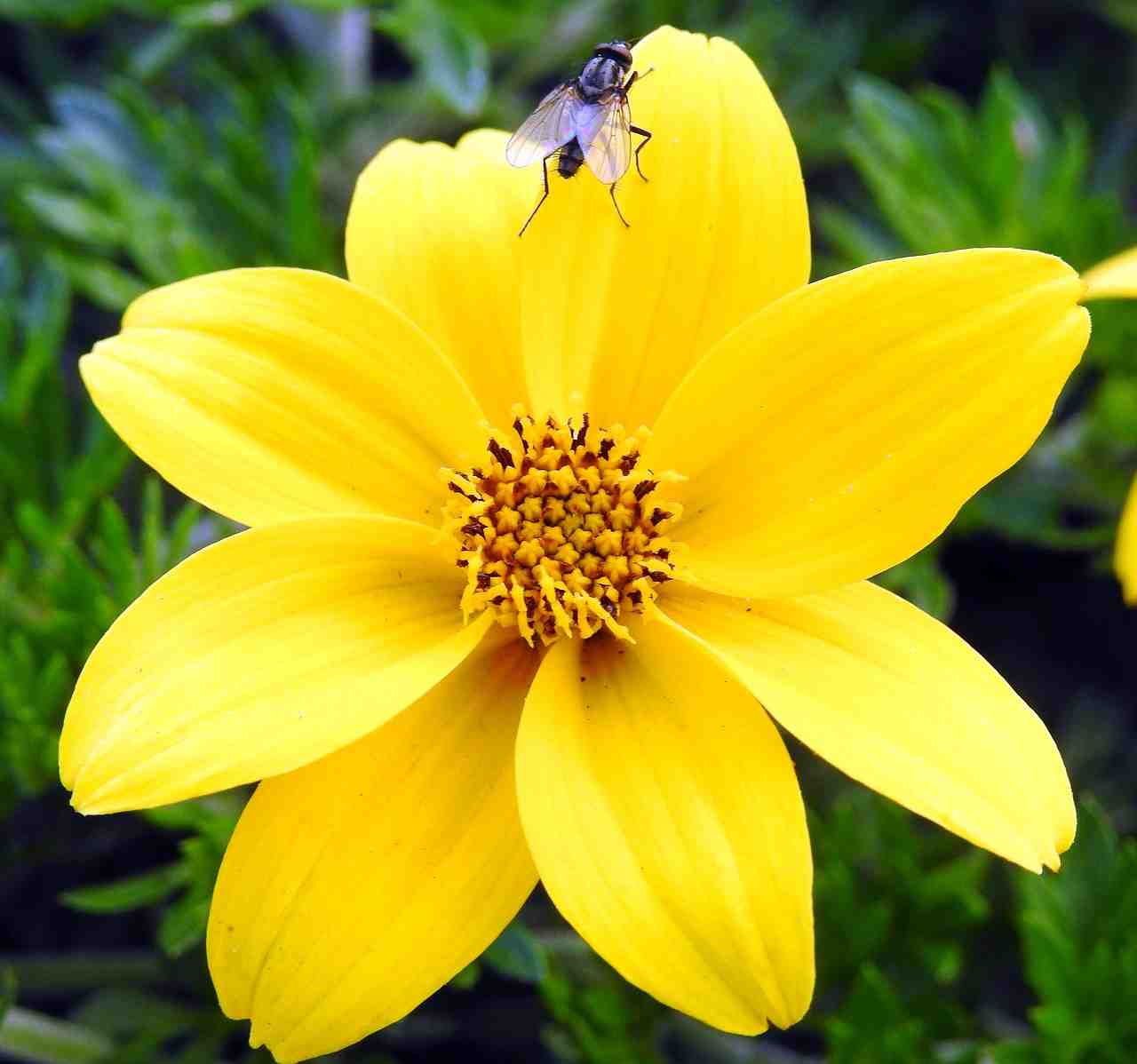 fleur, jaune, turc